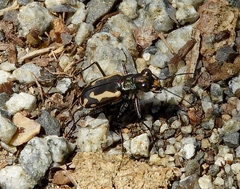 Cicindela hydrophoba