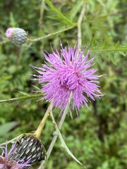 Cirsium muticum