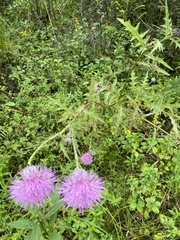 Cirsium muticum