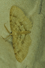 Melanolophia