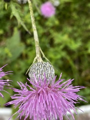Cirsium muticum