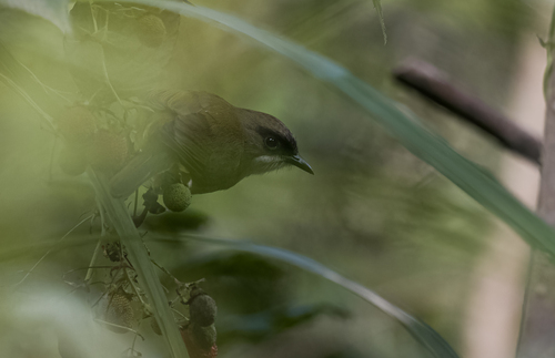 Mindanao Heleia (Heleia goodfellowi), photo 8