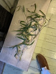 Paspalum pubiflorum