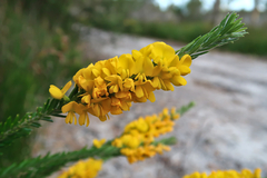 Aotus lanigera