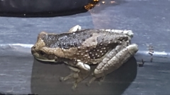 Trachycephalus vermiculatus