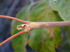 Proteoteras willingana