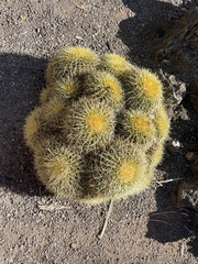 Kroenleinia grusonii