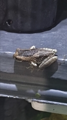 Trachycephalus vermiculatus