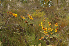 Dillwynia floribunda