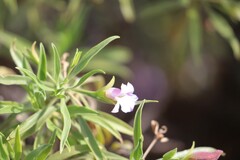 Eremophila freelingii