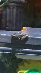 Trachycephalus vermiculatus