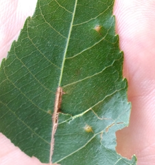 Caryomyia