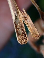 Proteoteras willingana