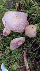 Lactarius cordovaensis