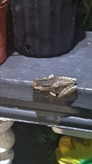 Trachycephalus vermiculatus