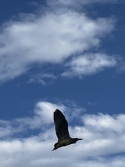 Botaurus lentiginosus