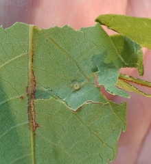 Caryomyia