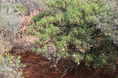 Eremophila freelingii