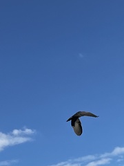 Botaurus lentiginosus