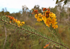 Dillwynia floribunda