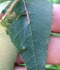 Caryomyia