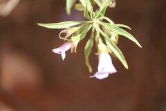 Eremophila freelingii