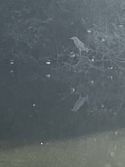 Botaurus lentiginosus