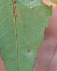 Caryomyia
