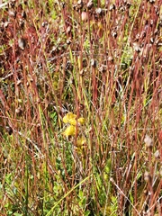 Scheuchzeria palustris