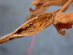 Proteoteras willingana