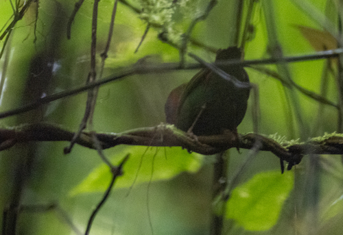 Red-eared Parrotfinch (Erythrura coloria), photo 4