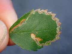 Stigmella anomalella