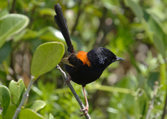 Malurus melanocephalus