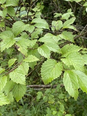 Viburnum dentatum