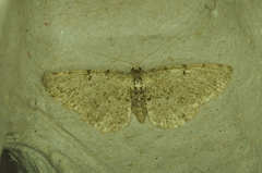 Aethalura intertexta