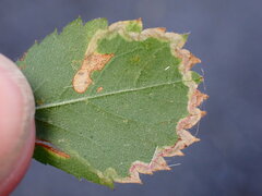 Stigmella anomalella