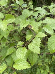Viburnum dentatum
