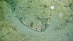 Paralichthys californicus