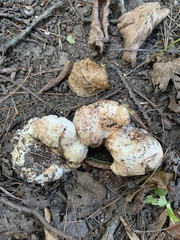 Entoloma abortivum