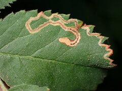 Stigmella anomalella