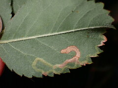 Stigmella anomalella