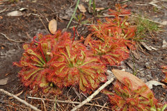 Drosera spatulata