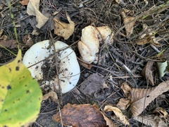 Entoloma abortivum