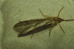 Agrypnia