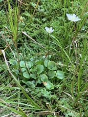 Parnassia cirrata intermedia