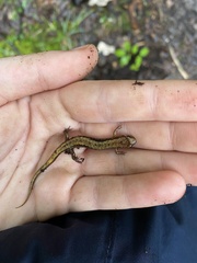 Desmognathus ochrophaeus