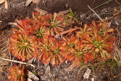 Drosera spatulata