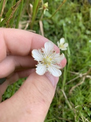 Parnassia cirrata intermedia