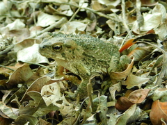 Incilius occidentalis