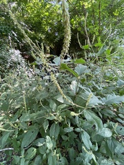 Achyranthes japonica